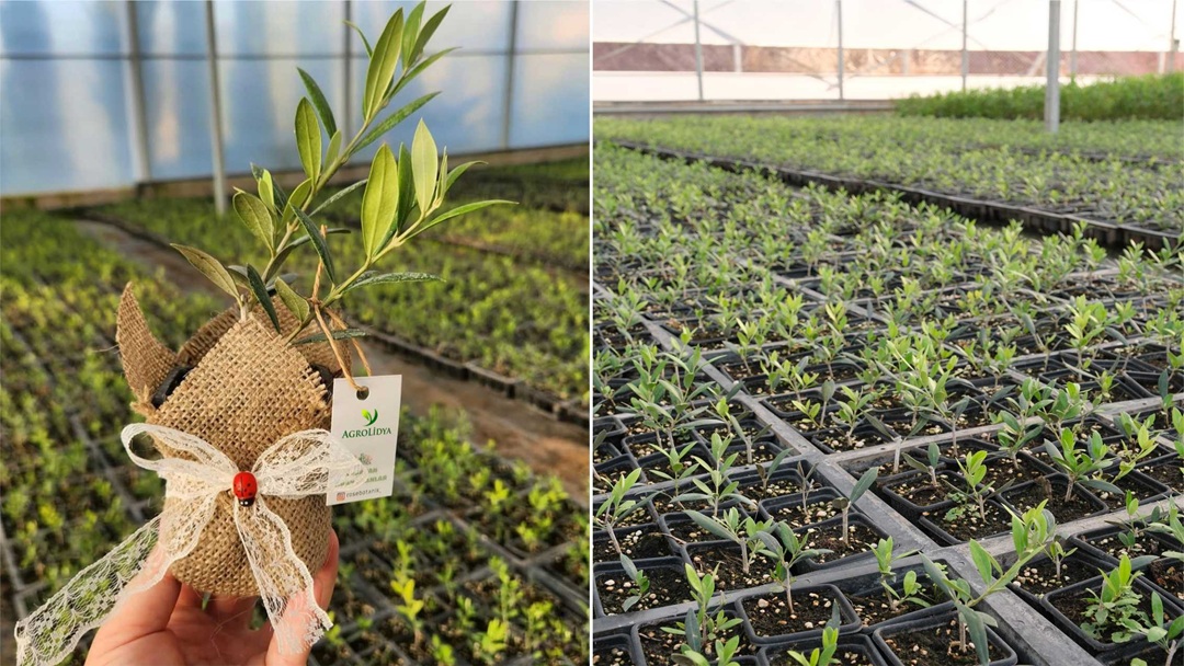 Spain Olive Farm Investment – Andalusia Olive Groves & Farmland for Sale